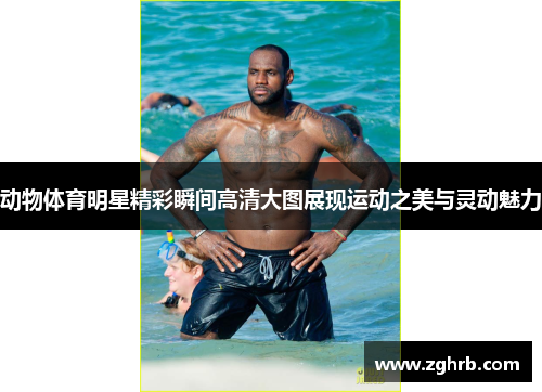 动物体育明星精彩瞬间高清大图展现运动之美与灵动魅力